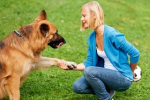 Дрессировка на передержке: как воспитать послушную собаку